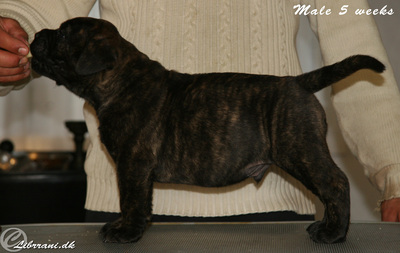 Bastion bullmastiffs best sale